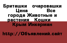 Бриташки - очаровашки.  › Цена ­ 3 000 - Все города Животные и растения » Кошки   . Крым,Инкерман